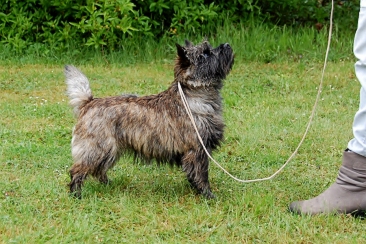 Welpen Cairn Terrier Zucht