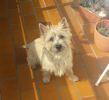 Welpen Cairn Terrier Zucht