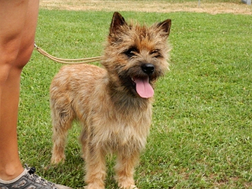 Welpen Cairn Terrier Zucht