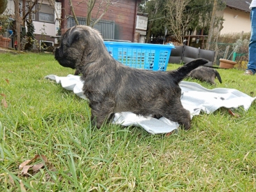 Welpen Cairn Terrier Zucht