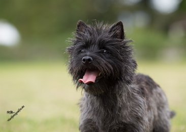 Welpen Cairn Terrier Zucht