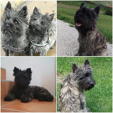 Welpen Cairn Terrier Zucht