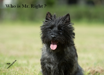 Welpen Cairn Terrier Zucht