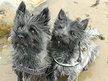 Welpen Cairn Terrier Zucht