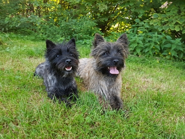 Welpen Cairn Terrier Zucht