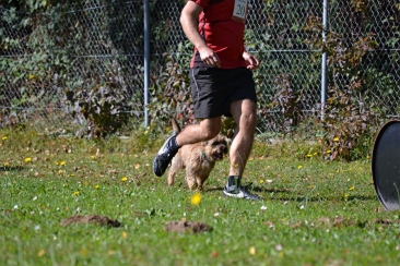 Welpen Cairn Terrier Zucht