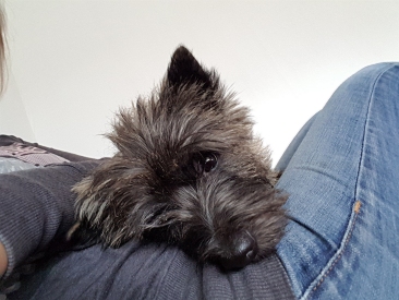 Welpen Cairn Terrier Zucht