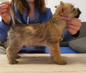 Welpen Cairn Terrier Zucht