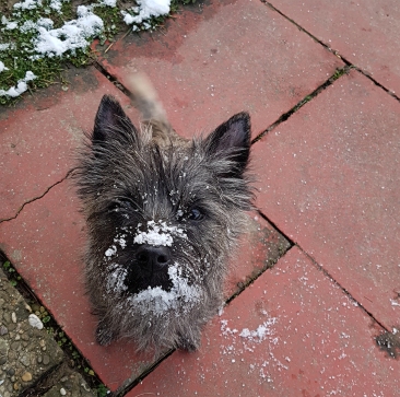 Welpen Cairn Terrier Zucht