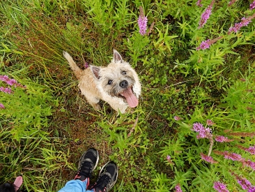 Welpen Cairn Terrier Zucht