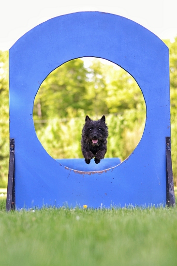 Welpen Cairn Terrier Zucht