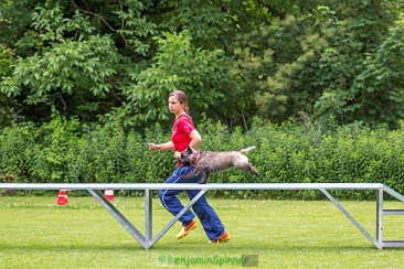 Welpen Cairn Terrier Zucht