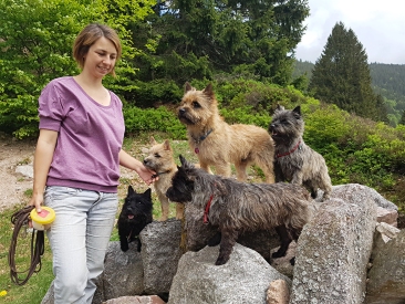 Welpen Cairn Terrier Zucht