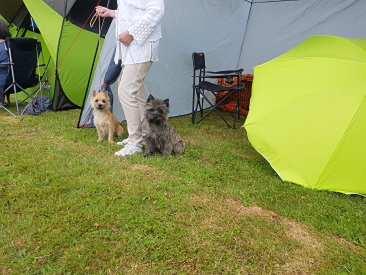 Welpen Cairn Terrier Zucht