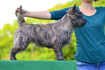 Welpen Cairn Terrier Zucht