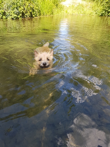 Welpen Cairn Terrier Zucht