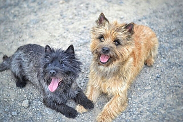 Welpen Cairn Terrier Zucht