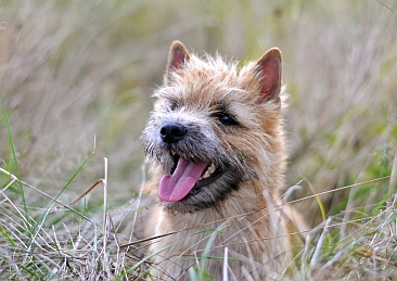 Welpen Cairn Terrier Zucht