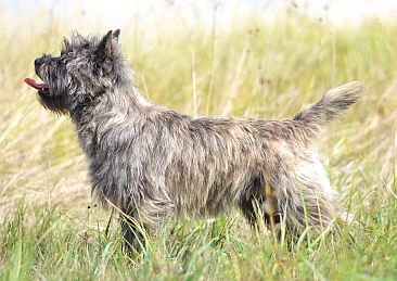 Welpen Cairn Terrier Zucht