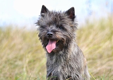 Welpen Cairn Terrier Zucht