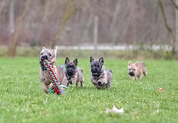 Welpen Cairn Terrier Zucht