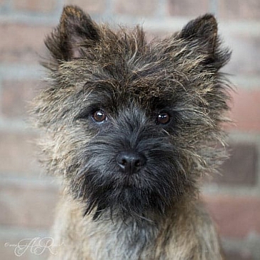 Welpen Cairn Terrier Zucht