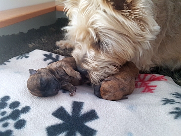 Welpen Cairn Terrier Zucht