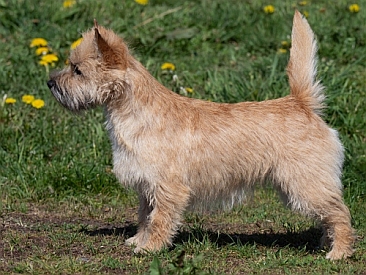 Welpen Cairn Terrier Zucht