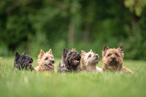 Welpen Cairn Terrier Zucht