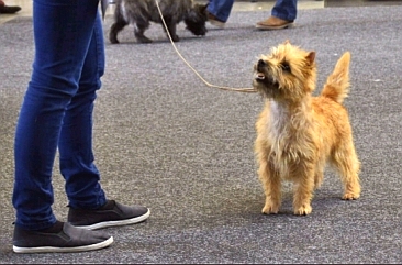 Welpen Cairn Terrier Zucht