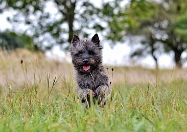 Welpen Cairn Terrier Zucht