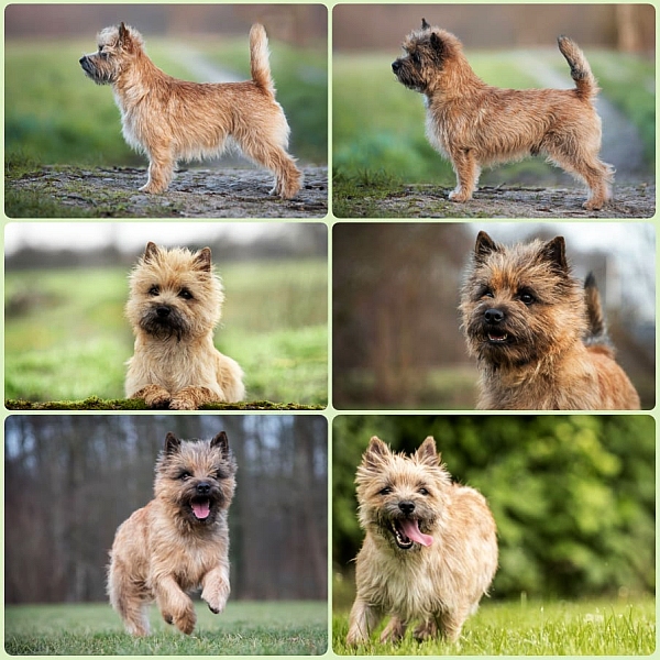 Welpen Cairn Terrier Zucht