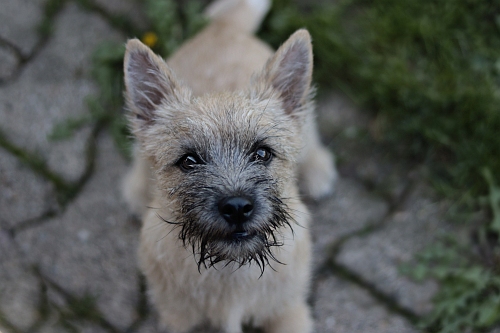 Welpen Cairn Terrier Zucht