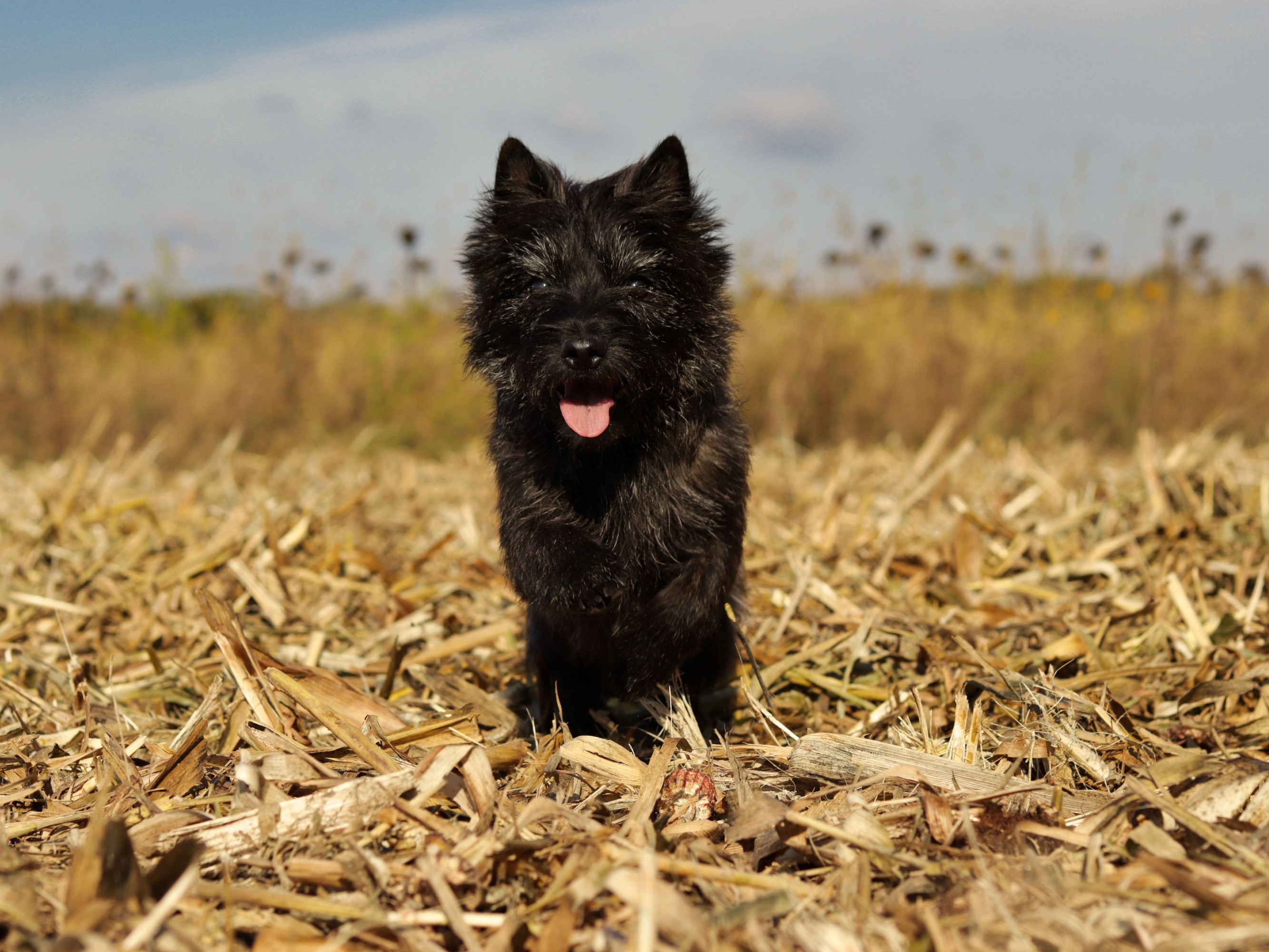 Cairn Terrier of Colored Gemstones - Unsere Hunde