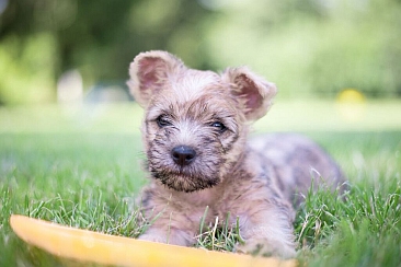 Welpen Cairn Terrier Zucht