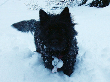 Welpen Cairn Terrier Zucht