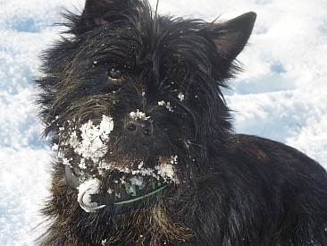 Welpen Cairn Terrier Zucht