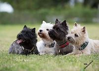 Cairn Terrier of Colored Gemstones - Liv