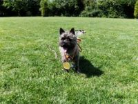 Cairn Terrier of Colored Gemstones - Liv