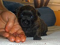 Cairn Terrier of Colored Gemstones - Liv