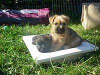 Cairn Terrier of Colored Gemstones - Liv