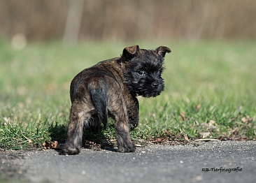 Cairn Terrier of Colored Gemstones - Liv