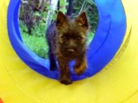 Cairn Terrier of Colored Gemstones - Liv