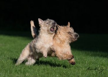 Cairn Terrier of Colored Gemstones - Liv